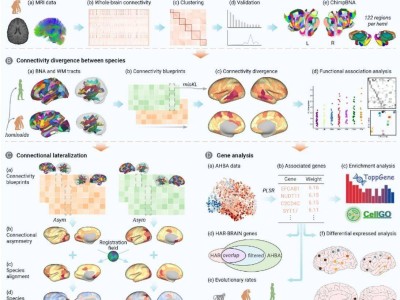 我國發(fā)布黑猩猩腦網(wǎng)絡(luò)組圖譜，探索人腦演化新路徑